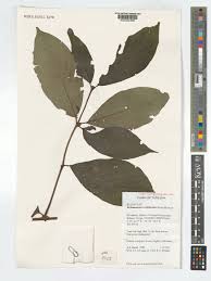 Image result for Rothmannia urcelliformis