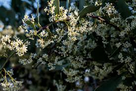 Image result for Gymnosporia glaucophylla