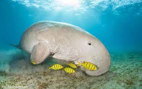 A large sea animal, similar to a manatee, that is found mainly in the indian and pacific oceans…. Dugong