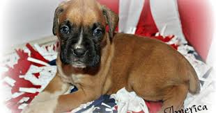 Litter Of 9 Boxer Puppies For Sale In Clayton Nj Adn 29853 On Puppyfinder Com Gender Female Age 5 We Boxer Puppies Puppies For Sale Boxer Puppies For Sale