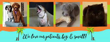 We moved our facility to a new location in december 2018, with more room for both your pet and you. Island Pet Veterinary Hospital Home Facebook