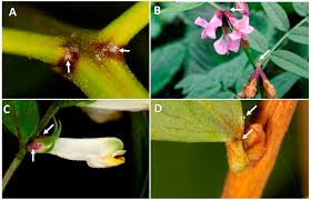 Use the fertilizer manufacturer's instructions to determine how green in color, the pads grow one on top of the other. Forests Free Full Text Functional Role Of Extrafloral Nectar In Boreal Forest Ecosystems Under Climate Change Html