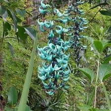 Image result for Strongylodon macrobotrys