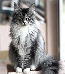 Myths, legends and lore surround the maine coon cat. The Gentle Giant Maine Coon