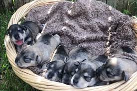 We did not find results for: Calaz Has Miniature Schnauzer Puppies For Sale In Houston Tx On Akc Puppyfinder Schnauzer Puppy Miniature Schnauzer Puppies Schnauzer