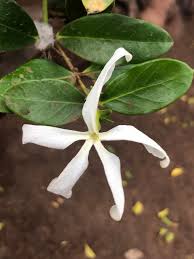 Image result for Carissa praetermissa