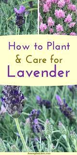 Lavender Is A Perennial Plant That Is Not Only Beautiful But Versatile It Can Be Used For Crafts And Home Lavender Plant Care Lavender Plant Growing Lavender
