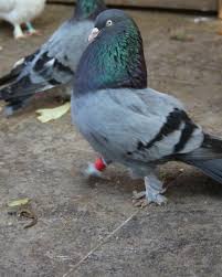 81 Moy Aresei 1 Sxolia Guvercinim Guvercinim81 Sto Instagram Maasallah Kaanirkin1912 Guvercin Guvercinim Goyercin K Animals Bird Embroidery