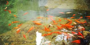 We did not find results for: Which Goldfish Are Suitable For Garden Ponds How To Take Care Of Goldfish
