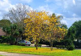 Image result for Handroanthus chrysotrichus