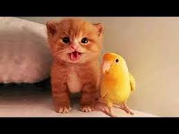 Lustige Tiere Lustige Videos Zum Totlachen 64 Youtube Cute Animals Cuddly Animals Cute Cat Gif