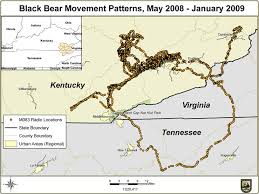 However, there has not been a reliable mexico is the northern extent of the range for these two species. Black Bears Kentucky Department Of Fish Wildlife