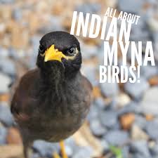 How to catch and exterminate/euthanise indian myna birds which is legal in australia. All About Indian Myna Birds Cure All Pest Control