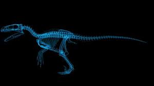 Dinosaur bone is a special collectible in red dead redemption 2. Dinosaur Fossil Isolated Stock Video Footage 4k And Hd Video Clips Shutterstock