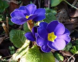 Image result for Primulaceae