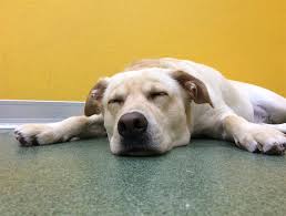 Average dog boarding rates are $25 per day, $40 per night, $150 per week, or $500 per month depending on where you live, the size of your dog, and how long of a stay your pet needs. Dog Boarding Saint Louis