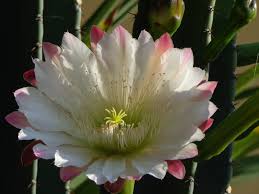 Night blooming cereus is one of the easiest cactus from which to take cuttings. Cereus Repandus Peruvian Apple Cactus World Of Succulents Cactus Cacti And Succulents Succulents