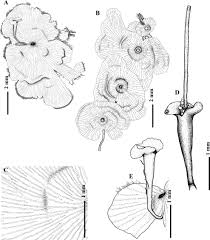 Image result for Didymoglossum erosum