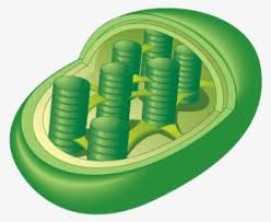 What are the roles of the cell. Chloroplast Are Only Found In Plant Cells And Eukaryotic Chloroplast Cartoon Transparent Png 639x437 Free Download On Nicepng