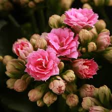 Certi Kalanchoe Rosa Roze Kamerplant Kleine Plantjes Planten Kopen Bloeiende Kamerplant Bloemen Planten Webshop O Tuinplanten Bloeiende Planten Planten