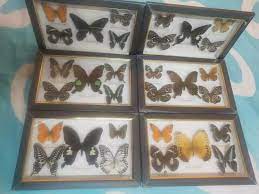 I love that there is a huge variety of real dried butterfly specimens for sale. 1 Set Of Beautiful Butterfly Real Specimen Educational Material Collection Photo Frame Butterfly Specimen Artwork Material Decor Statues Sculptures Aliexpress