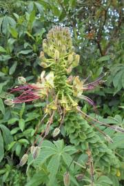 Image result for Cleome bororensis