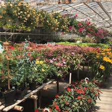 Shop for buffalo bison at wholesale prices and get bigger savings while. Bison Nursery Wholesale Inc Home Facebook
