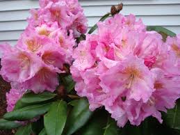 Rhododendron Scintillation Plants Rhododendron Jewelry