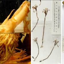 Image result for Sansevieria sinus-simiorum