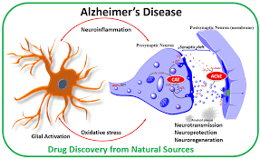 Molecules Free Full Text Natural Products In Alzheimer S Disease Therapy Would Old Therapeutic Approaches Fix The Broken Promise Of Modern Medicines Html
