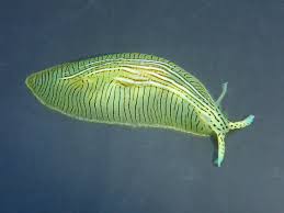 Image result for Ancylobothrys tayloris