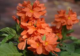 Image result for Crossandra mucronata