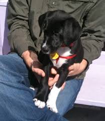 German shorthaired pointer chocolate lab mix. Pointer Lab Mix Puppies