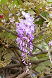 紫藤花唯美意境图片 flowers image wisteria
