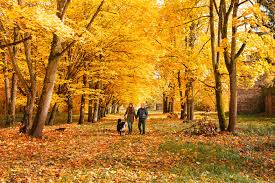 A simple message of appreciation to your customers is a great way to illustrate how much you value them. A Thanksgiving Message From Petfirst S Ceo Petfirst