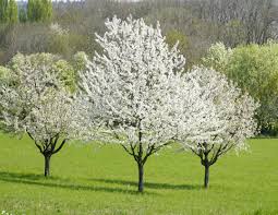 It's actually a cultivated variety of the callery pear commonly planted for ornamental purposes. Dear Amor Lately I Have Been Seeing Social Media Posts About Homeowners Cutting Down Their Callery Pear Trees
