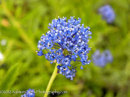 Check spelling or type a new query. Ceanothus Concha At Digging Dog Nursery