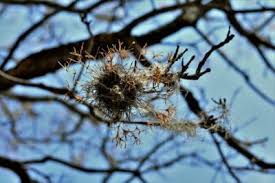 Moss has its own purpose and function in the moss is of no health concern to trees. Pecan Ball Moss Control What To Do About Ball Moss In Pecan Trees