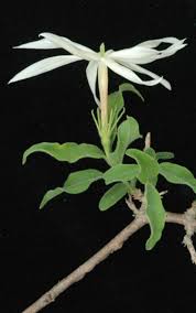 Image result for Jasminum stenolobum