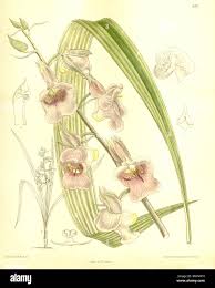 Image result for Eulophia flavopurpurea