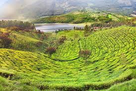 The sri lanka tea board opened a tea museum in hantana, kandy in 2001. Ceylon Tea Estate Tours Fantastic Tea Tours In Sri Lanka