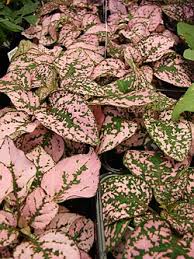 Image result for Hypoestes sp. aff. aristata B