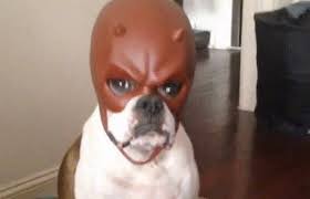 Pin By God Pu Y On Me In 2021 Dogs Daredevil Animals For Kids