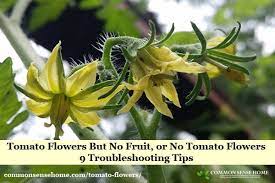 Within each flower, pollen from the male stamen must find its way to the female pistil for. Tomato Flowers But No Fruit Or No Tomato Flowers 9 Troubleshooting Tips
