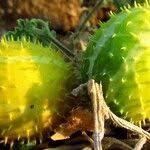 Image result for Cucumis prophetarum