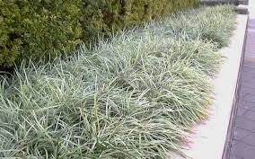 We did not find results for: Aztec Grass Liriope Muscari Aztec Grass A Variety Of Liriope Also Known As Lily Turf Or Monkey Grass I Aztec Grass Liriope Muscari Aztec Grass Landscaping