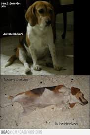 Just My Beagle Dog Beagle Dog Boxer Puppies Dogs