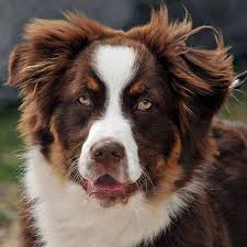 Every time the owner lets him out of his kennel he goes straight to. My Australian Shepherd Is Very Aggressive And I Need Help
