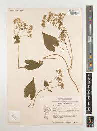 Image result for Mikania cordata