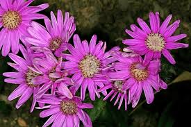 Image result for Senecio speciosus